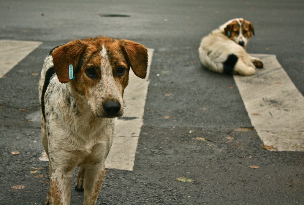 Stray_dogs_street dog