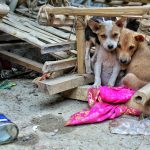 Here’s what you can do to improve the situation of street dogs in Nepal