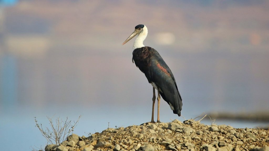 Asian woolly-necked stork. Photo: Wikimedia Commons