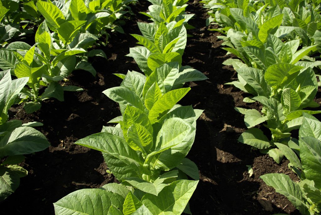Tobacco plants. Photo: PxHere