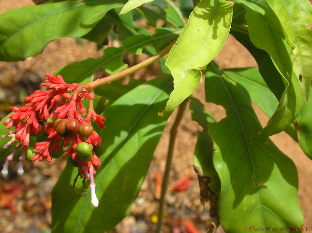 Serpentina (Rauvolfia serpentine). Photo: Wikimedia Commons 