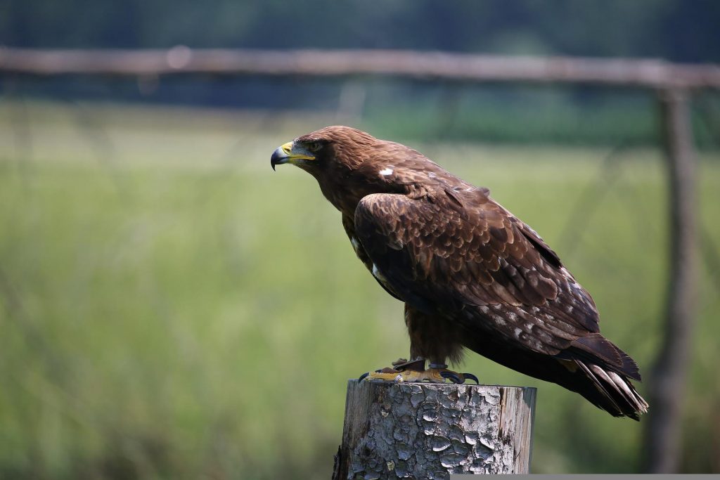 Steppe Eagle. Image by Michael Kreibig from Pixabay 
