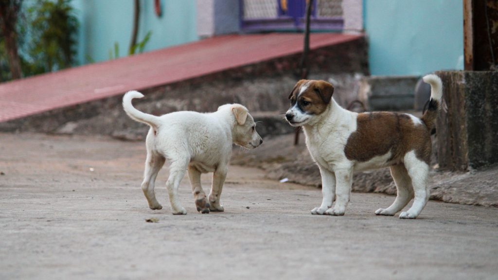 street dogs