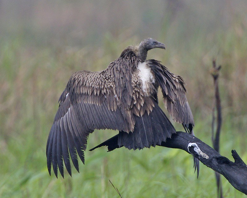 A white-crested vulture.  Photo: Flickr