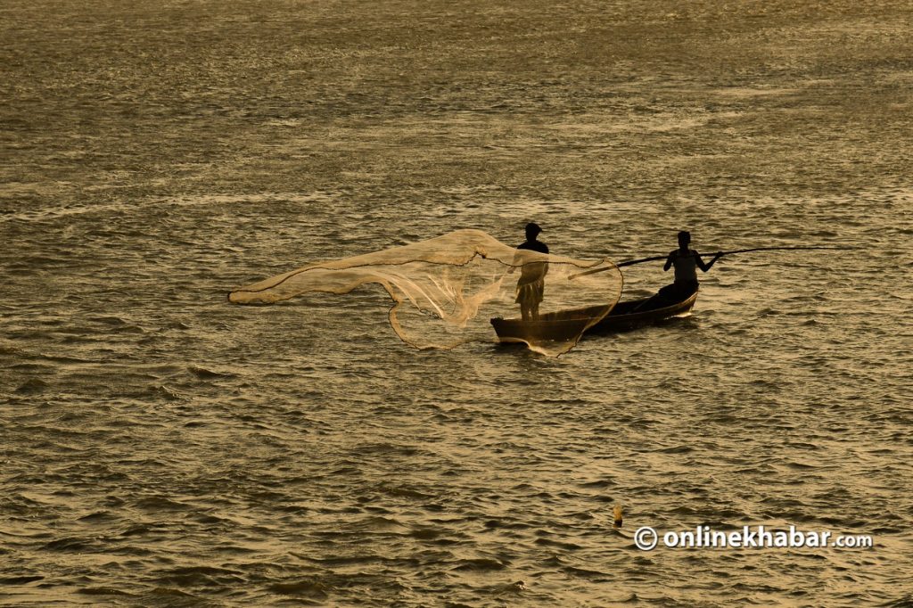 Fishermen lay a trap to catch fish in the Saptakoshi river in eastern Nepal. Photo: Chandra Bahadur Ale.
