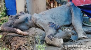 Kajalkali’s death intensifies debates on the fate of rescued animals