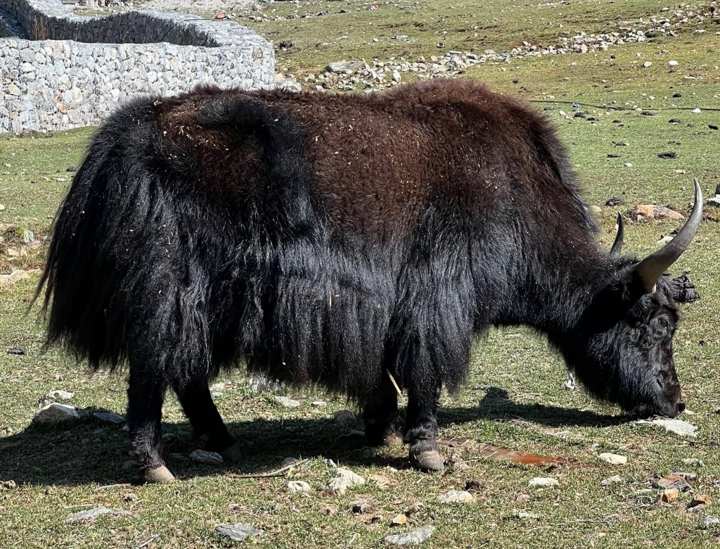 Yak in Langtang village Nepal ecosystems in mountains 