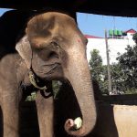 Illegal elephant trade: Activists urge NTNC to look after rescued animals