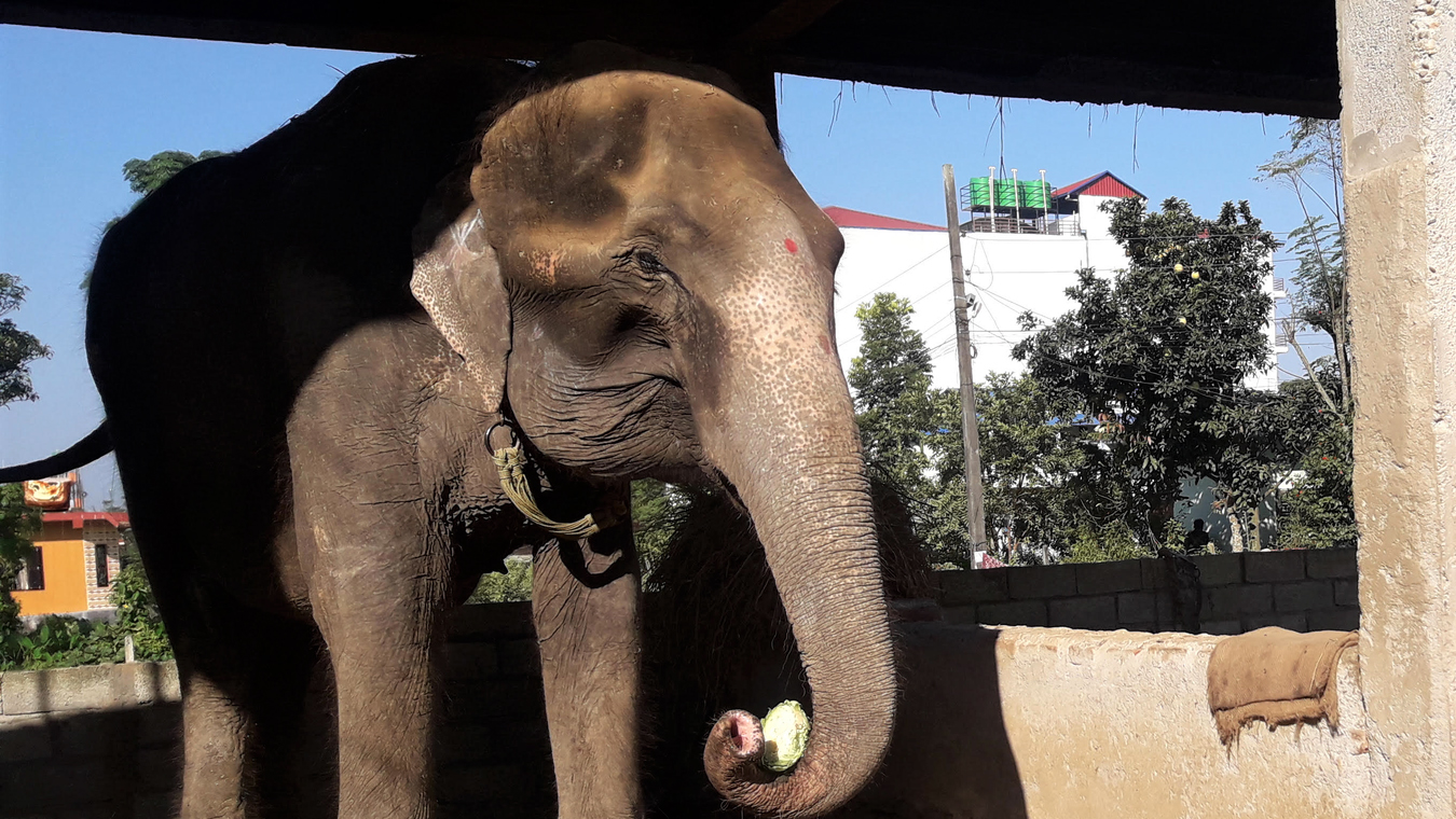 A captive elephant Kajalkali has been rescued from the illegal trade but is living a miserable life in Chitwan in June 2022. Photo: Association Moey