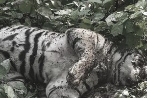 Tiger found dead in Chitwan National Park