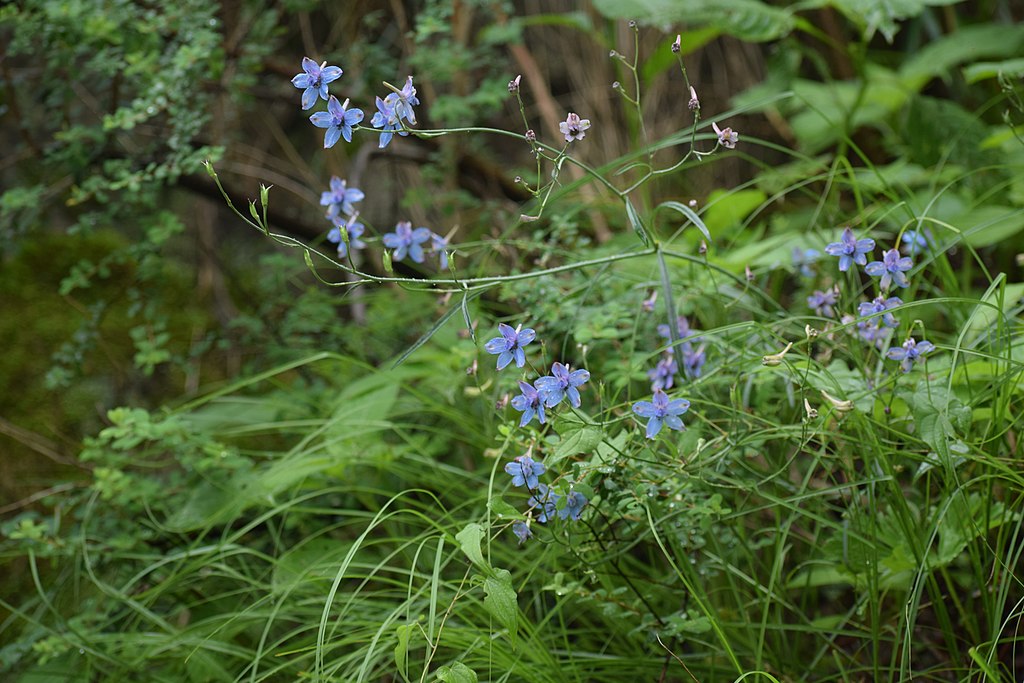 medicinal plant 