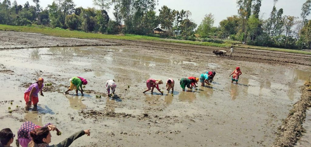 The farmers plant rice in Shantipur, Rajapur municipality-4, Bardiya. They say a fertiliser crisis has impacted production.