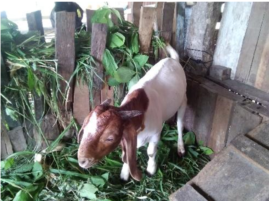 Goat farming agro-entrepreneurship
Earning while learning 