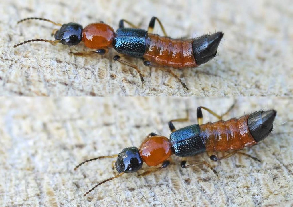 Paederus_littoralis Nairobi fly insects