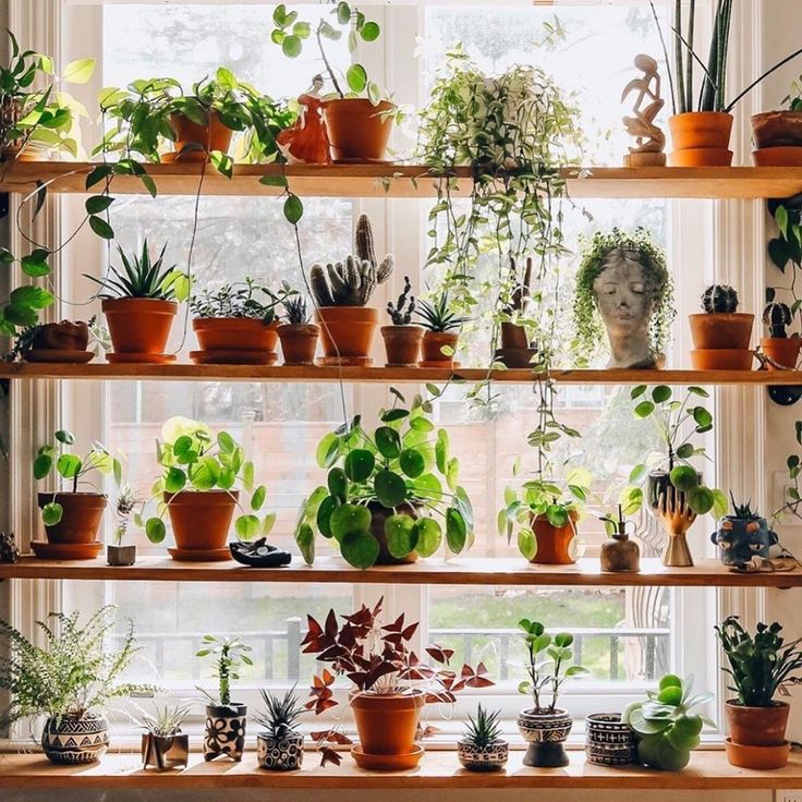 Photo: Facebook/Social Plants Shop