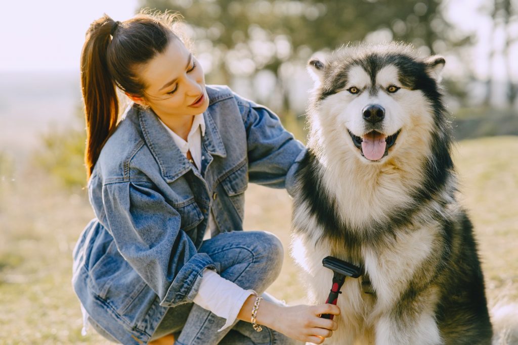 female with siberian husky