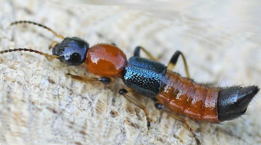 nairobi-fly-insect