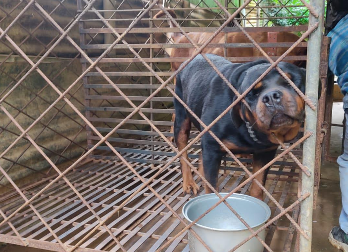 pedigree dogs rottweiler in cage
