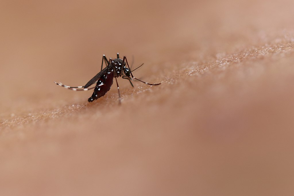 mosquito post-dengue fatigue

