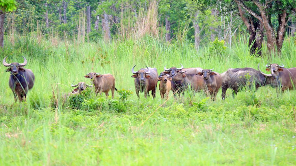 How Chitwan National Park has turned into a deathtrap for relocated wild  water buffaloes - OnlineKhabar English News