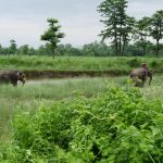 Two elephants deployed after tiger spotted near settlement in Kanchanpur