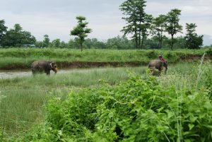 Two elephants deployed after tiger spotted near settlement in Kanchanpur
