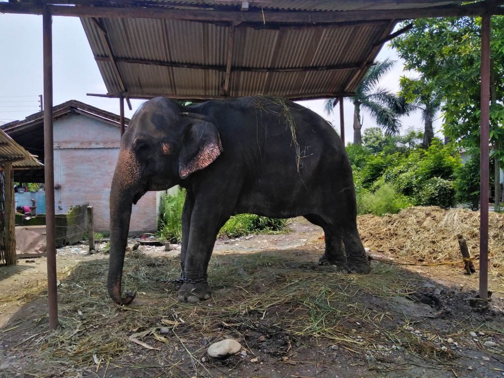 captive elephant