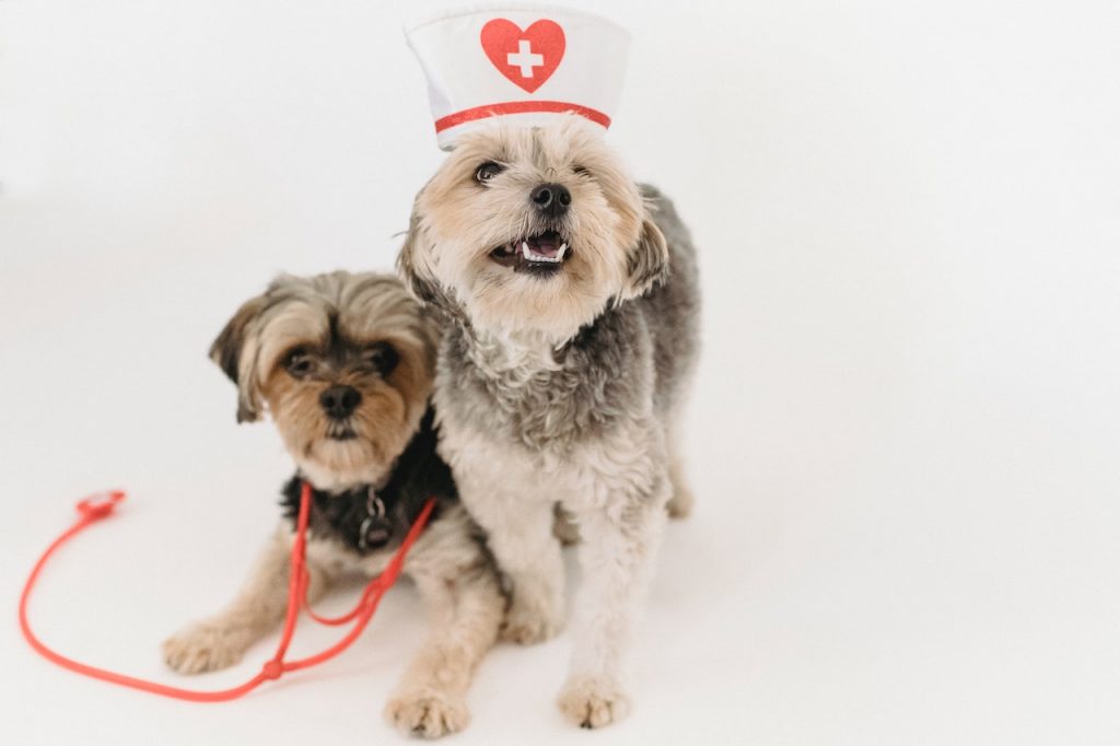 dogs dressed as doctors