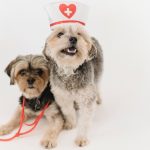 Shortage of anti-rabies vaccine in Sudurpaschim