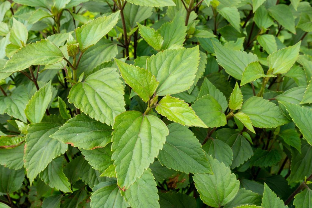 Invasive species Ageratina adenophora, also known as Mexican devil, Crofton weed or banmara