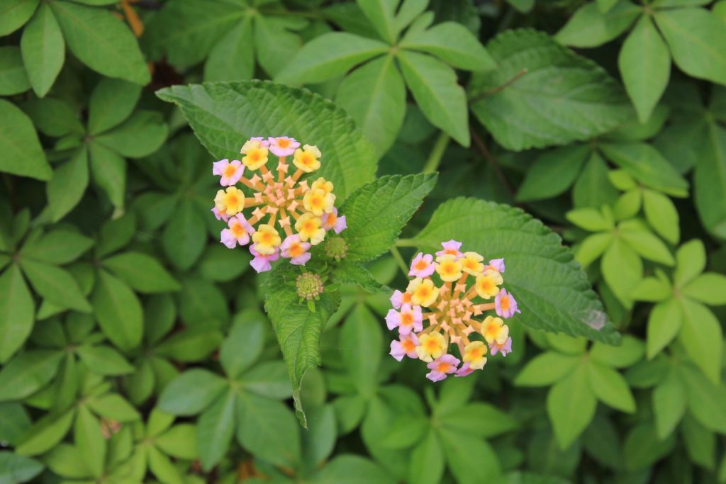 Lantana camara, an invasive species native to Mexico, growing in Nepal. The species has been found in Nepal’s high-altitude protected areas, including Langtang and Shivapuri Nagarjun national parks. Photo: Perreten Ursula / Alamy