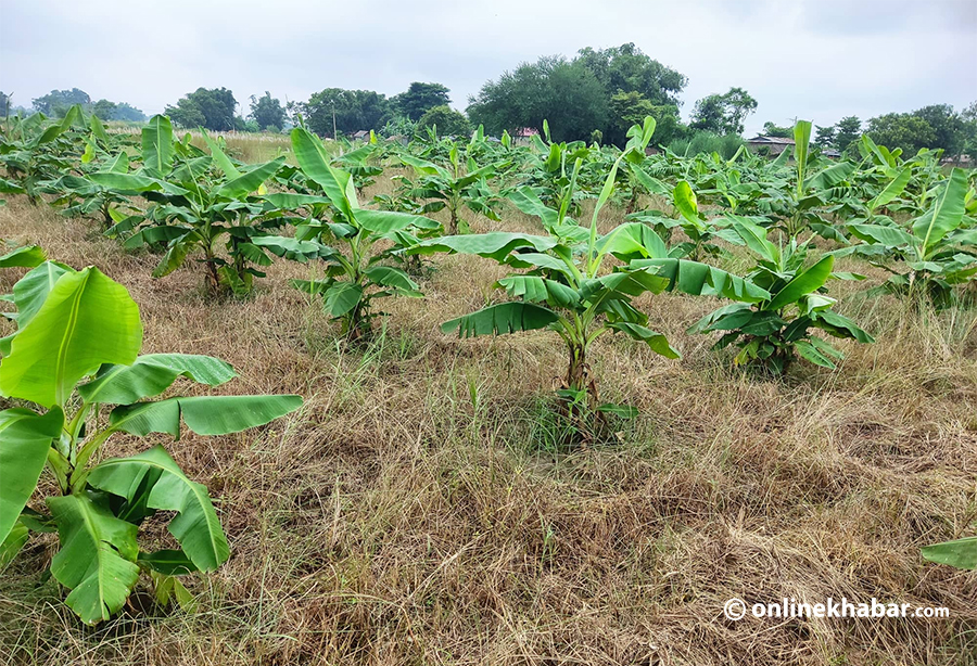 New plants for banana farming