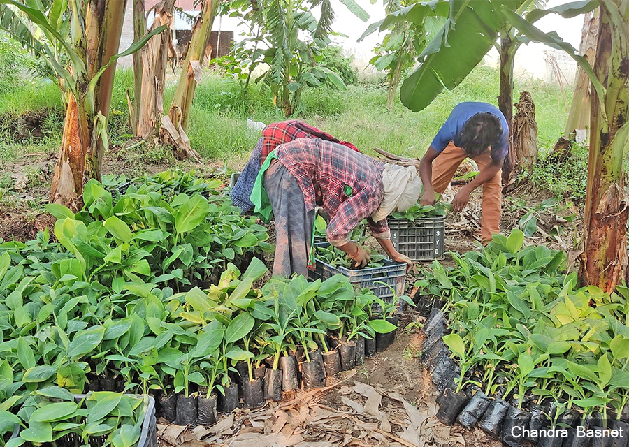 Locals engaging in banana farming. 