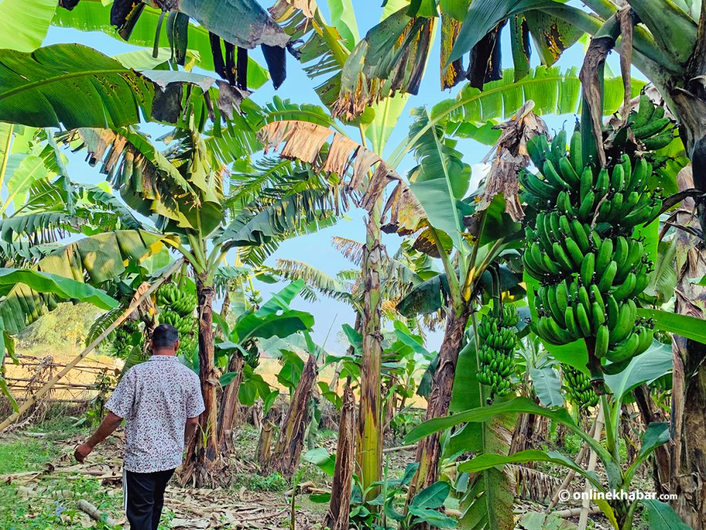 Chandra Bahadur Basnet at his banana farm in Jhapa