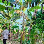 Banana farmers not benefited despite price hike in local market