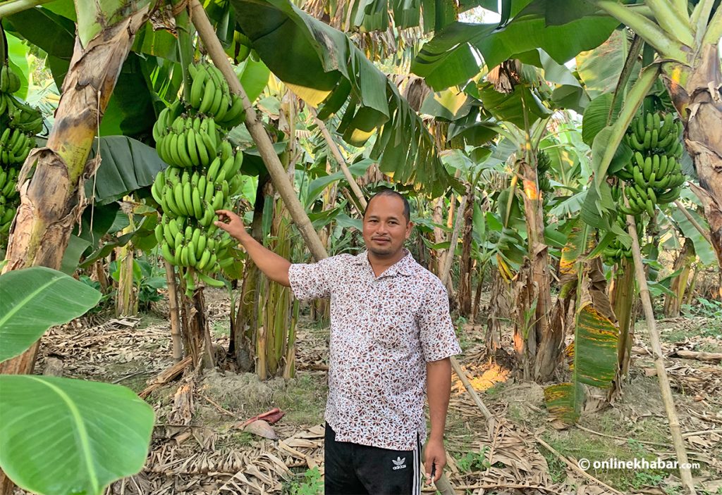 Chandra Bahadur Basnet in his banana farm.