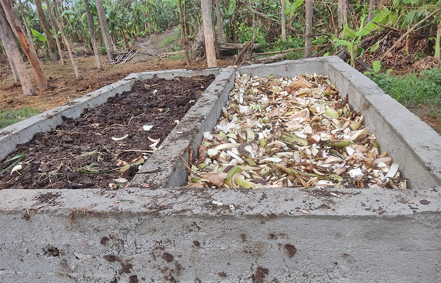 A complimentary outcome of banana farming: A concrete structure used to make an organic fertiliser out of banana peels.  