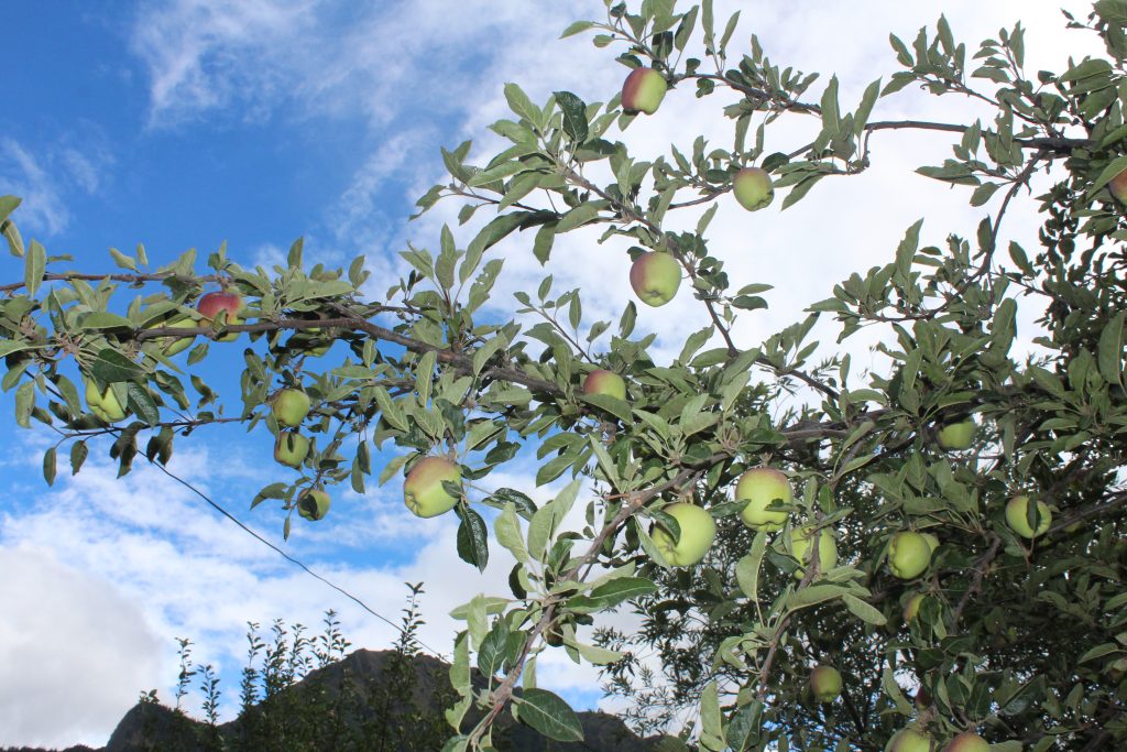 An apple tree in Humla. Photo: Nabraj Lama