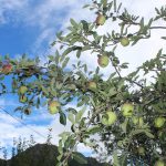 Apple farming can help Karnali’s fight against poverty. Are stakeholders ready?