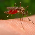 Japanese encephalitis kills 20, 103 infected