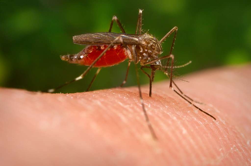 Asian bush mosquito, the vector of Japanese encephalitis. Photo: Picryl