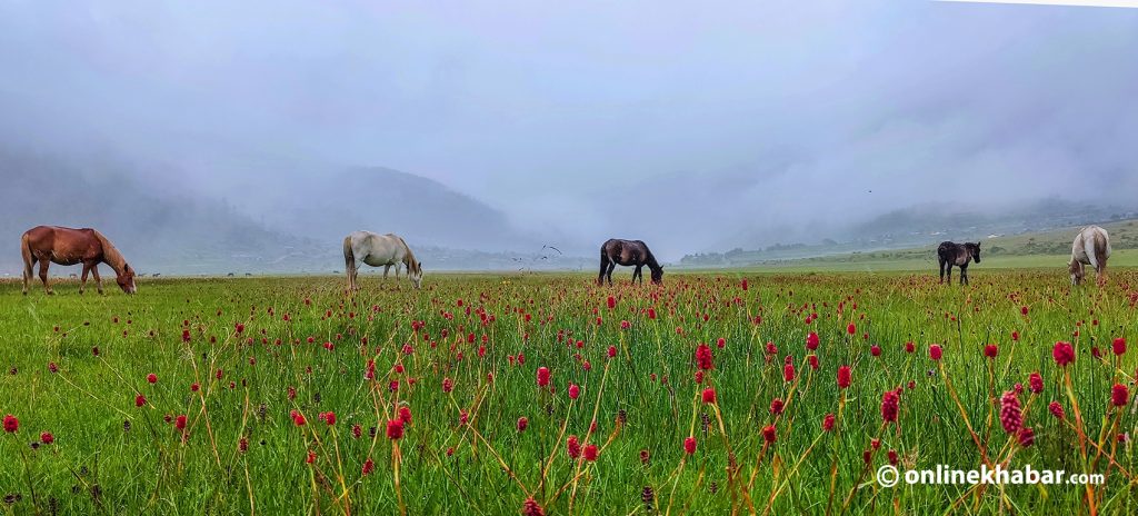 Horses in Dhorpatan