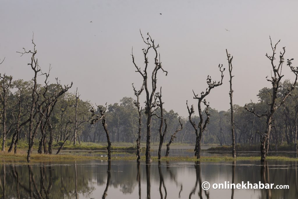 An area of Chitwan National Park's buffer zone looks deserted with many trees dying. Photo: Shankar Giri  wildlife rescue centre