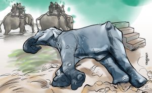 Wild elephant found dead in Jhapa, tusk missing