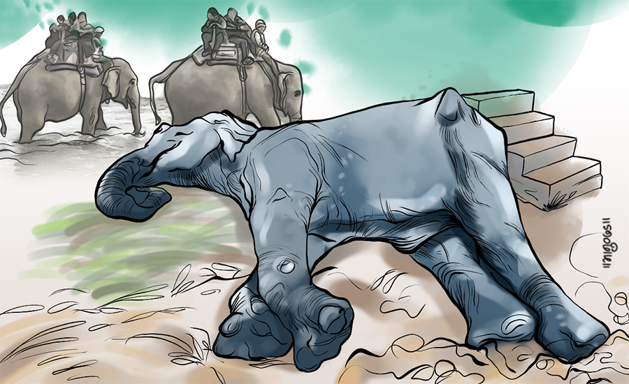 Wild elephant found dead in Jhapa, tusk missing - OnlineKhabar English News