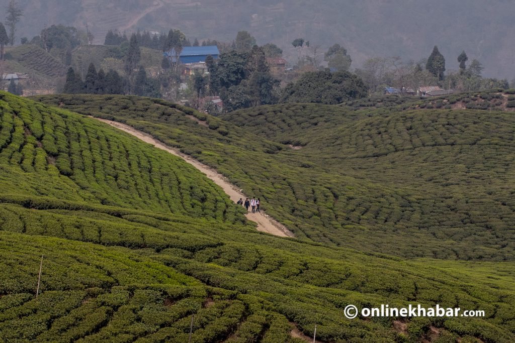 Ilam tea Nepali tea