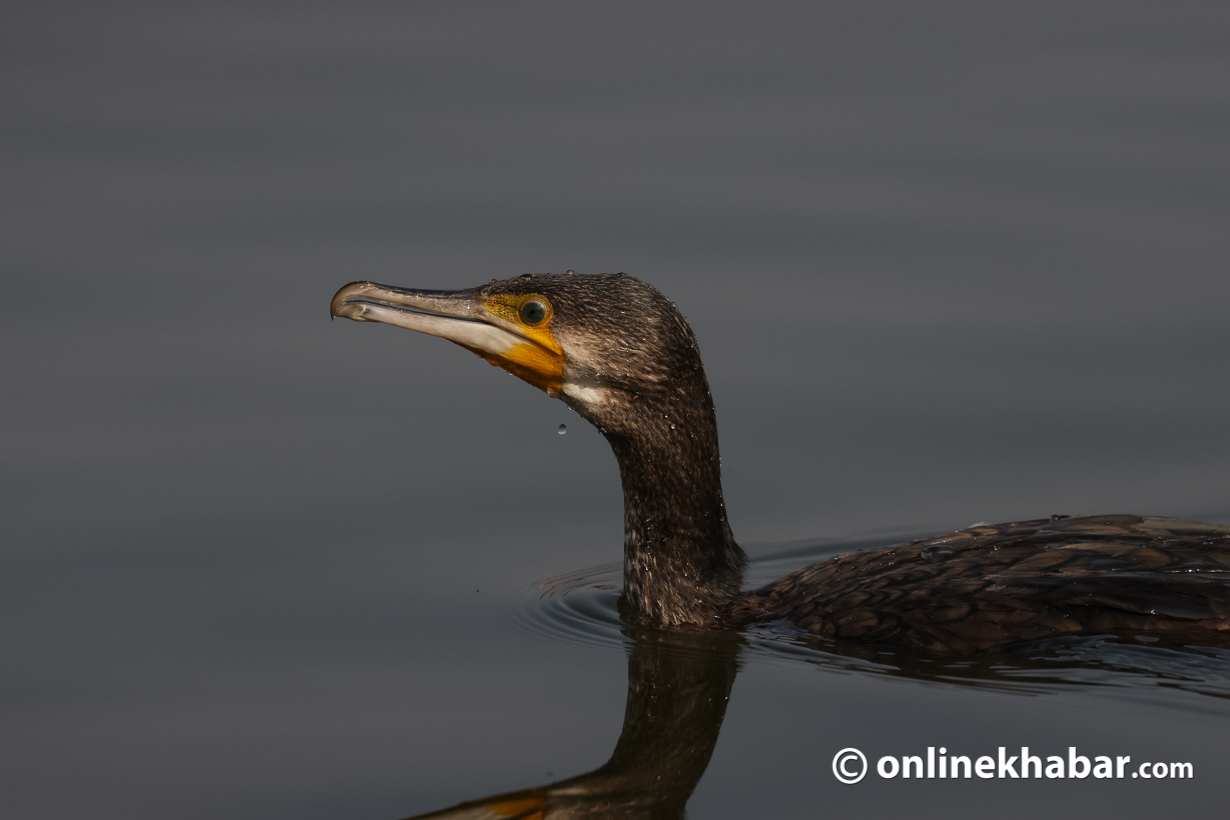 Great cormorants at Taudaha lake on Kathmandu outskirts (Photo feature