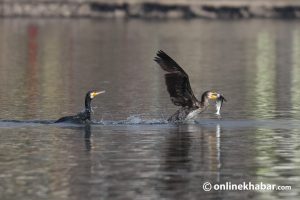 Great cormorants at Taudaha lake on Kathmandu outskirts (Photo feature)