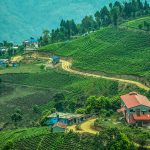 Why eastern Nepal needs to promote tea tourism