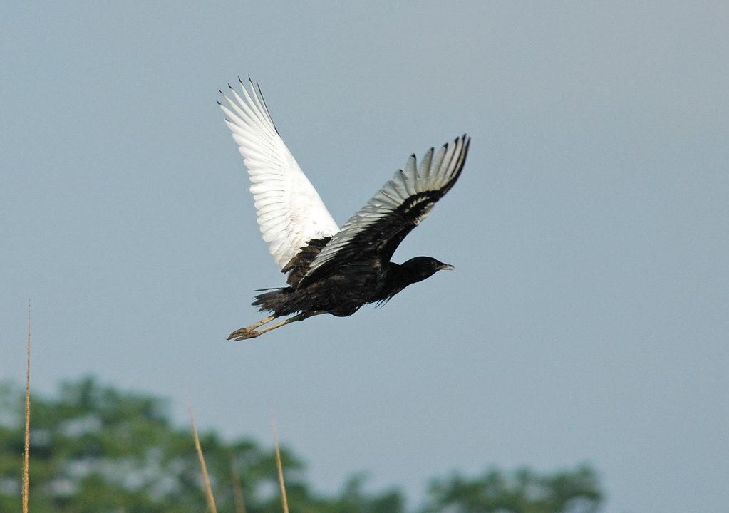 bengal florican